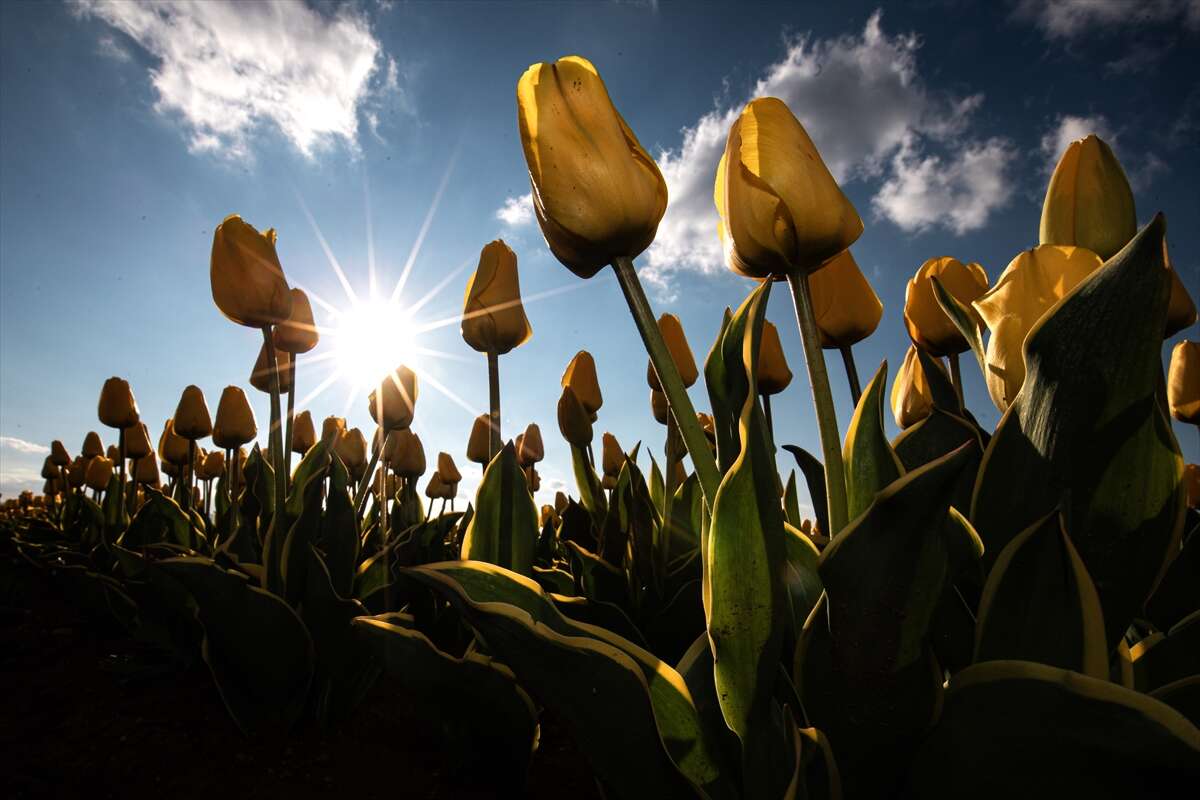Konya’dan günübirlik kaçanlar çok! Ünlü lale cenneti ziyaretçilerini bekliyor 3